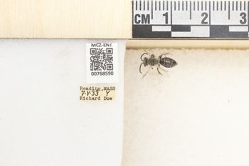 Media type: image;   Entomology 768590 Aspect: Labels
